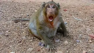 My god !! Sweet pea try to make me scare , Why why Sweet Pea do like this to me