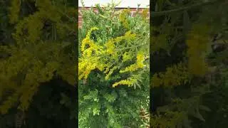 Golden Rod Flow #honeybee #beekeeping #bees #goldenrod #nectar