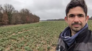 Ce colza en terre hydromorphe