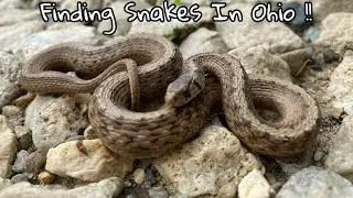 Herping In Northeast Ohio 2024