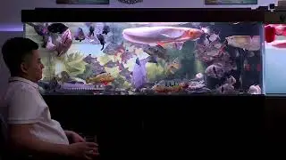 Different fish tanks, different pictures, think about different lives... #ornamentalfish