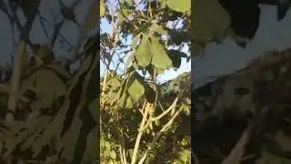 Icecream Bean Tree in my  Farm house | Inga edulis | Engineer Ka Bagh #gardening #farmhouse #fruit