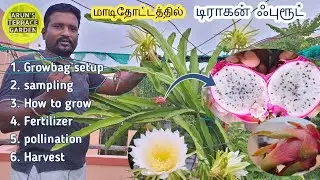 மாடிதோட்டத்தில் டிராகன் ஃபுரூட் வளர்ப்பு | Dragon fruit growing tips | pollination | soilmix|cutting