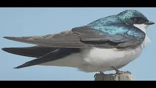 Tree Swallows - Tiny Superheroes