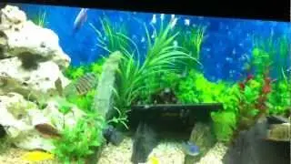 Rift Valley Africa Cichlids