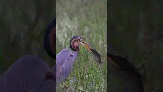 Predatory Elegance: Purple Heron's Feast #birdsofparadise #birdslover #birds_captures
