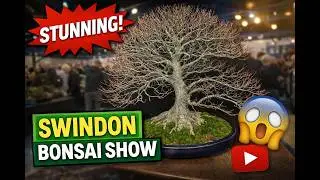 Bonsai Lovers Paradise! Highlights from Swindon Bonsai Show