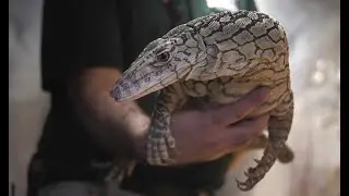 Zach at the Zoo: Meet the Perentie