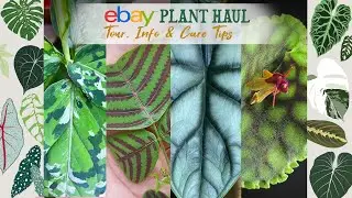 First Plant Haul Of 2021! Tour, Info & Care Tips 💚🌿🌴✨🦜
