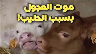 مشاكل العجول بسبب الحليب بعد الولادة/ كمية الحليب الخاطئة