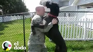 Perros leales reciben a sus padres soldados cuando regresan a casa | El Dodo