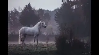 Love Runs Out ( Equestrian Music Video )