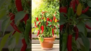 How to grafting a chili tree to produce many fruit easy #grafting #guava #grow #easy #growing