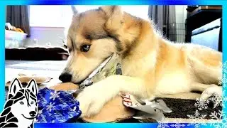 DOGS OPEN CHRISTMAS PRESENTS 🎄 Santa Paws | Husky on Christmas
