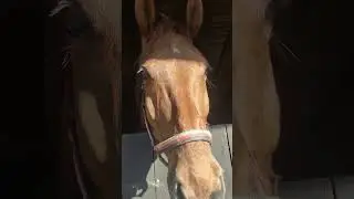 #love#horsepower#horselover#equestriansport#gallopracer#equestrianjourney#equestrian#kitten#horse