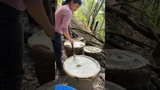 Satisfying rubber tree process shots #satisfying #shorts #rubbertree #farming