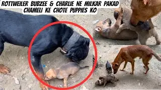 Rottweiler Bubzee & Charlie Ne Milkar Aaj Chameli Ke Puppies Ko Pakad Lia:Chameli Kuch Nahi Kar Payi