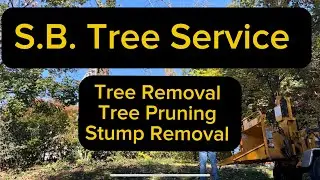 Easy Dead Ash Tree Removal With Expert Arborist ￼