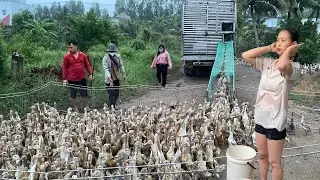 Chaotic Flock of Ducks Loaded onto Truck for Border Transport | Real Farm Life | Huong Farm Vlog,