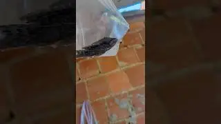 Comprei outro peixe cascudo