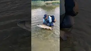 British Record Grass carp on the fly 🇬🇧 🪲🎣💦 #dryfly #fishing #carpfishing