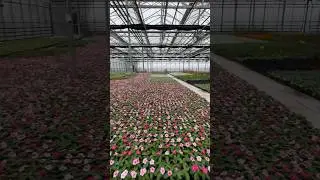 Doors Open Hamilton | Gage Park Production Greenhouse