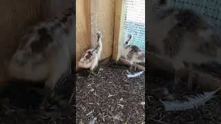 Ever wonder what a baby Emu looks like?