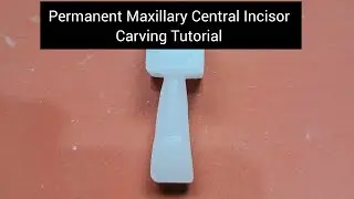 Permanent Maxillary Central Incisor Carving Tutorial | BDS First Year Practical | DADH practical