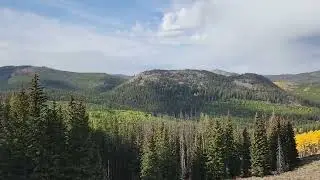 Driving through the forest