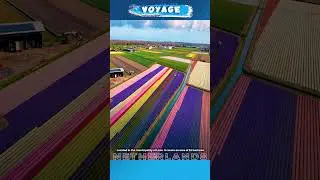 Tulip garden Keukenhof in Netherlands is THE GARDEN OF THE WORLD | TOP TOURIST ATTRACTION 2023