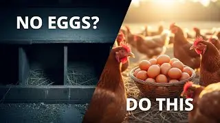 How to Increase Chicken Egg Production Naturally | Proven Farm Methods🐣🐔