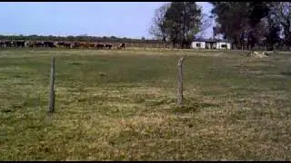 vaquillas manussi (1).mp4