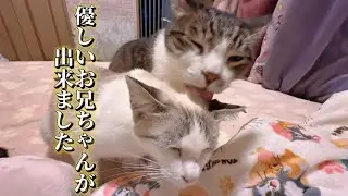 保護した猫と先輩猫を会わせたらコミュ力が半端なかった