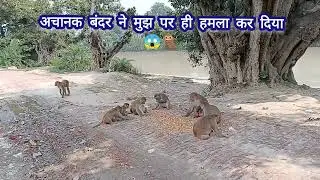 I Survived  Monkey Attack🐒|  बंदरो ने मुझ पर attack करदिया 😱 #MonkeyAttack #MonkeySurvive #Monkey