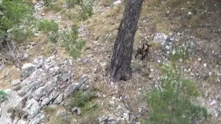 Akseki Melez ke&ccedil;i ve oğlağı.