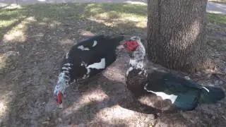 Male Muscovy Duck Ritual Dance Competition