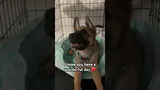 Hi Friend 🐾🐾#cute #dog #dogshorts #bff #puppy #love #puppyreaction #relatable #pets #malinois #yt