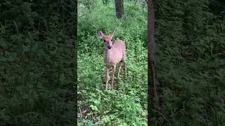 Young deer comes to us and then runs away