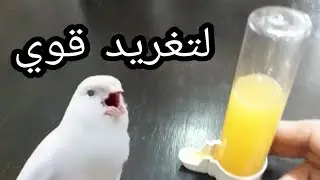 الفيتامين الذي ينطق أي عصفور و يرفع من صوته في التغريد / vitamine pour amilorer le chant