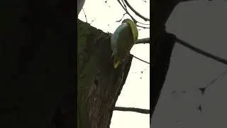 Grey-headed woodpecker | Седой дятел | Picus canus | Dendropicos spodocephalus | Graukopfspecht