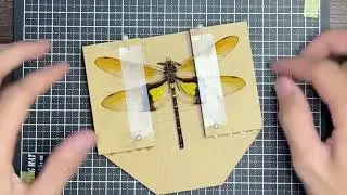 トンボ標本の作り方　殺虫と胴体の真空乾燥