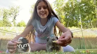 Guinea pigs Taste Test
