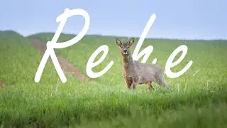 Did you know this about roe deer?
