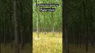 Profitable intercropping tree #poplar #trending #agriculture