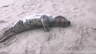Aparece una foca herida en una playa de Barreiros