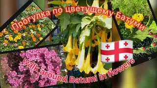 🌸 🌺💃Прогулка по цветущему Батуми в начале лета. walk around Batumi in flowers
