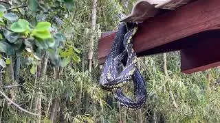 INTERA&Ccedil;&Atilde;O ENTRE CANINANAS (Spilotes pullatus) - Ilha de Santa Catarina (Florian&oacute;polis)