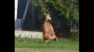 Deer caught pooping on front lawn.