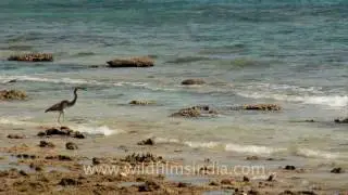 Great-billed Heron on Timor beach
