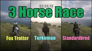 Short Track Race : Missouri Fox Trotter vs Turkoman vs American Standardbred : RDR2
